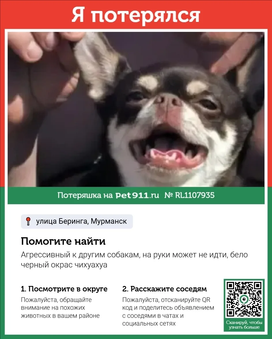 Пропала собака в Мурманске — фото питомца