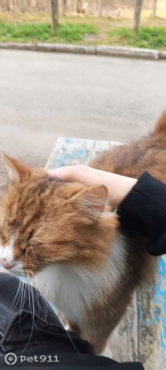 Пропала собака в Мурманске — фото питомца