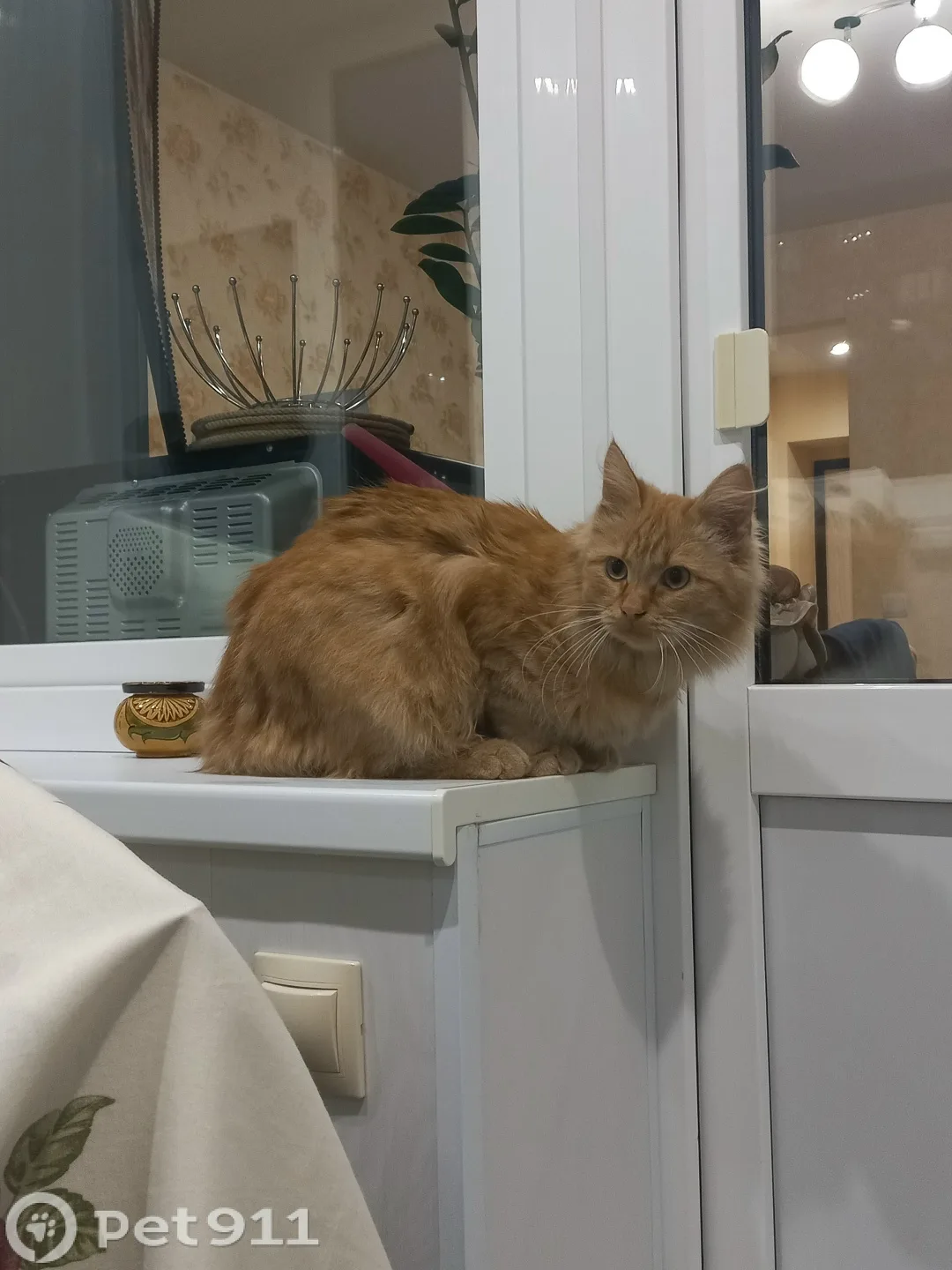 Найдена кошка в Костроме — фото питомца