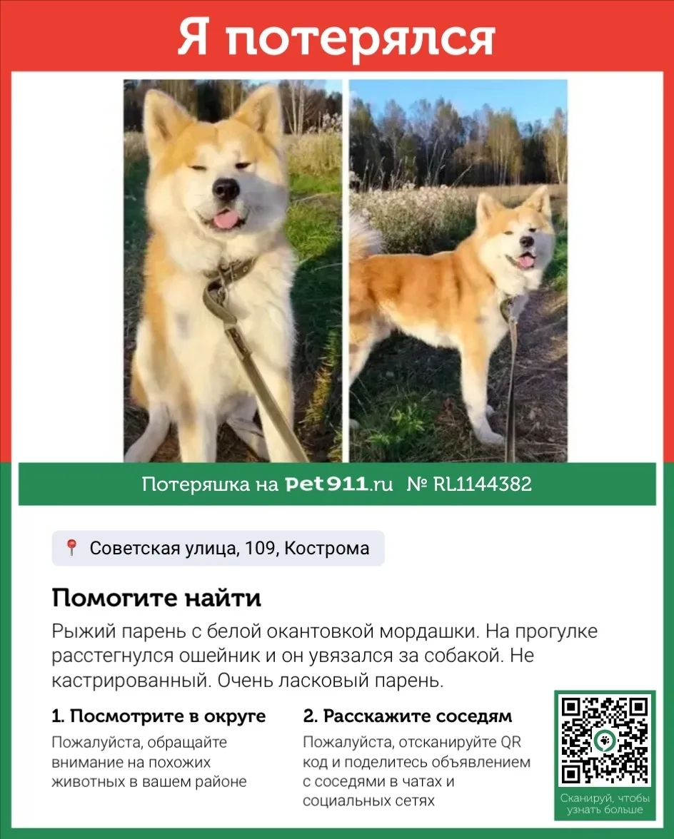 Пропала собака в Костроме — фото питомца