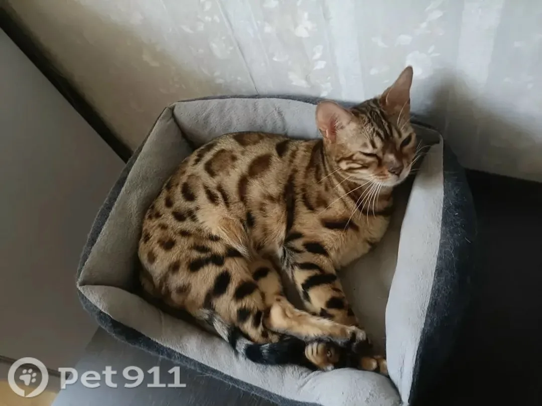 Пропала кошка в Костроме — фото питомца
