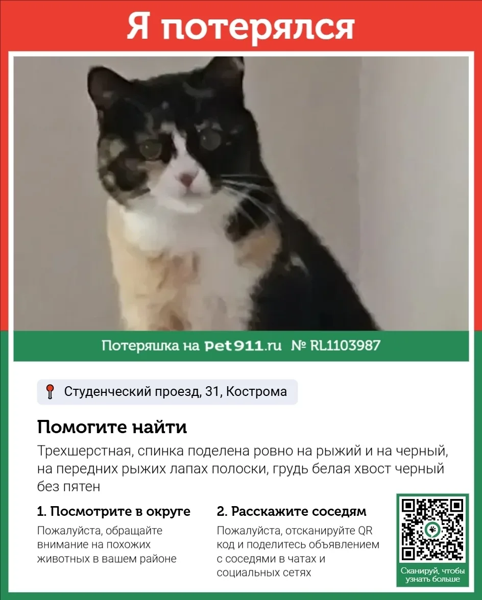 Пропала кошка в Костроме — фото питомца