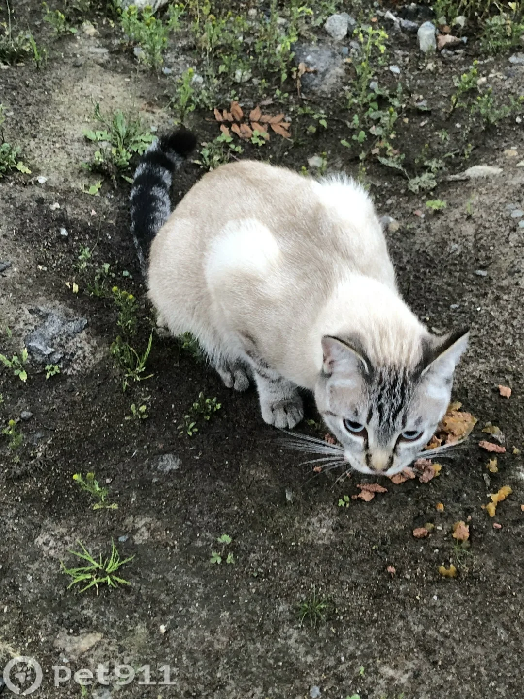Найдена кошка в Мурманске — фото питомца