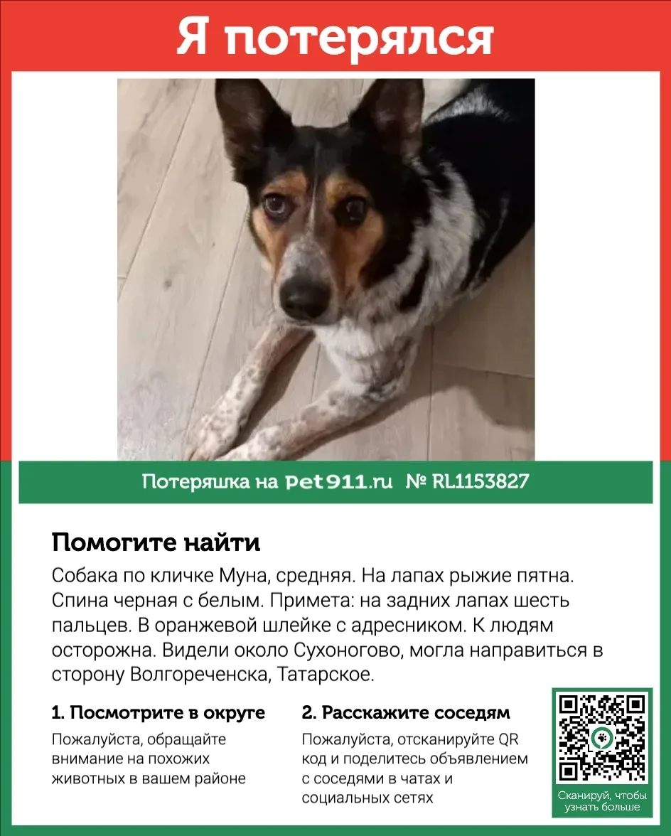 Пропала собака в Костроме — фото питомца