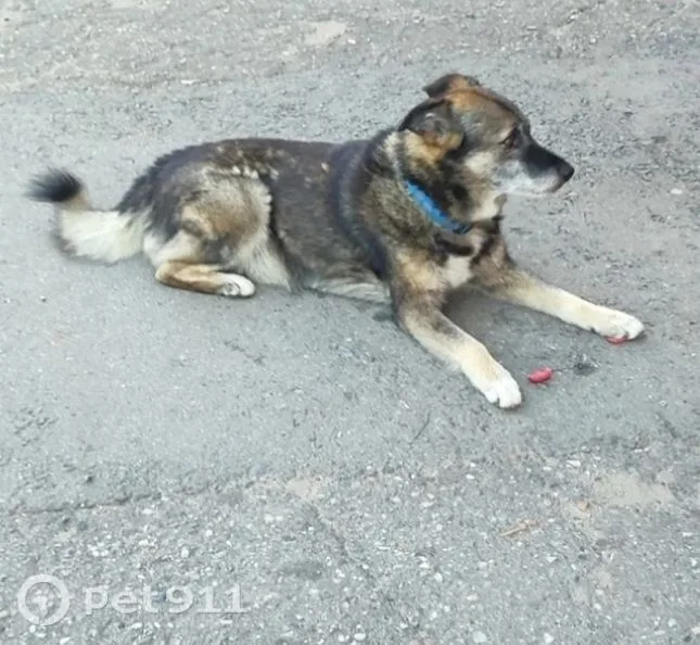 Пропала собака в Костроме — фото питомца