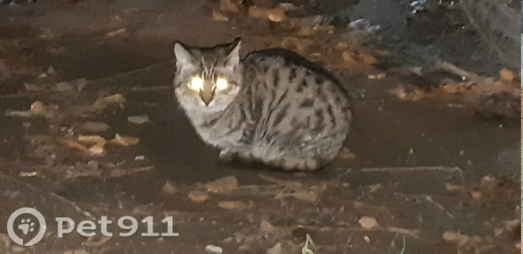Найдена кошка в Костроме — фото питомца
