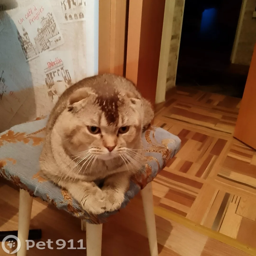 Пропала кошка в Мурманске — фото питомца