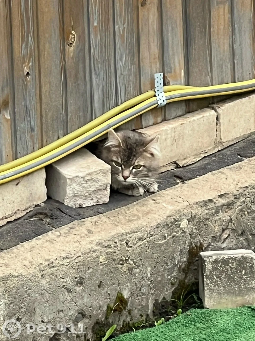 Найдена кошка в Костроме — фото питомца