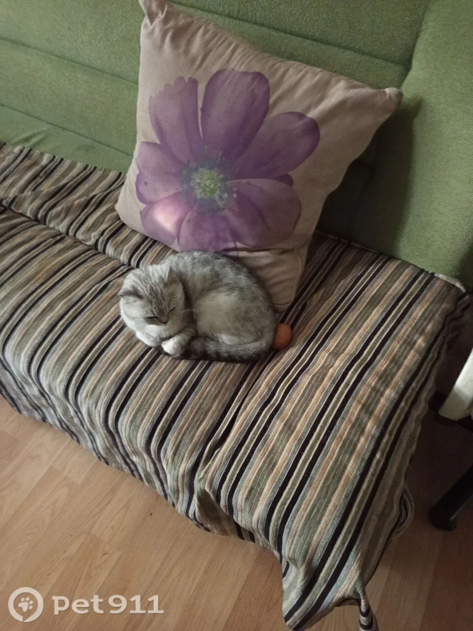 Пропала кошка в Костроме — фото питомца