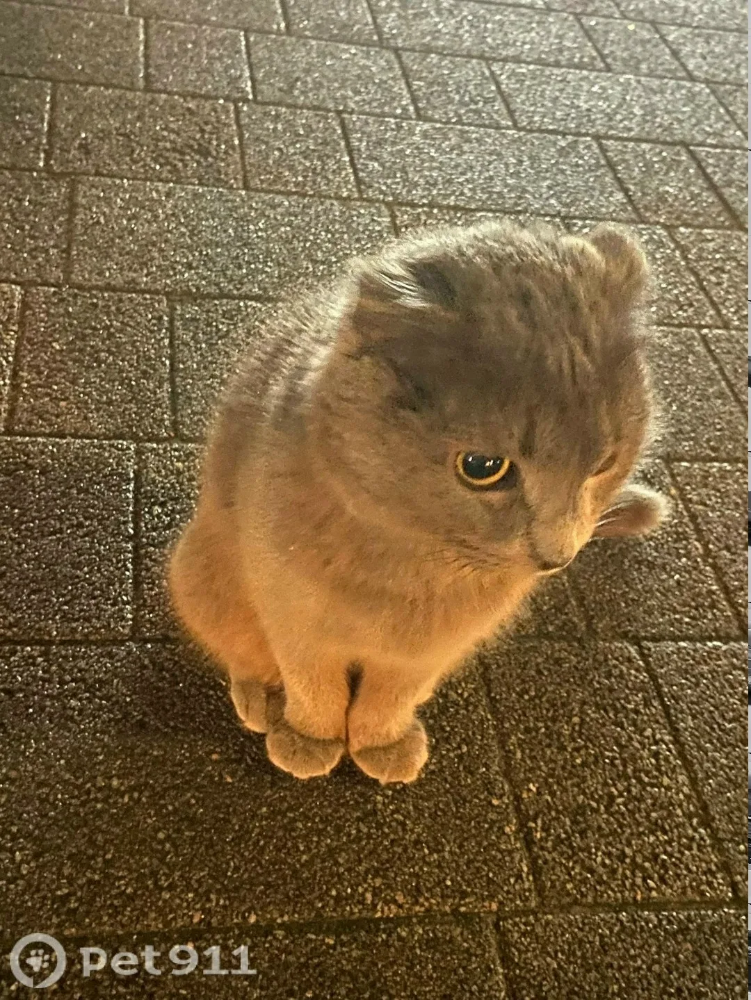 Найдена кошка в Костроме — фото питомца