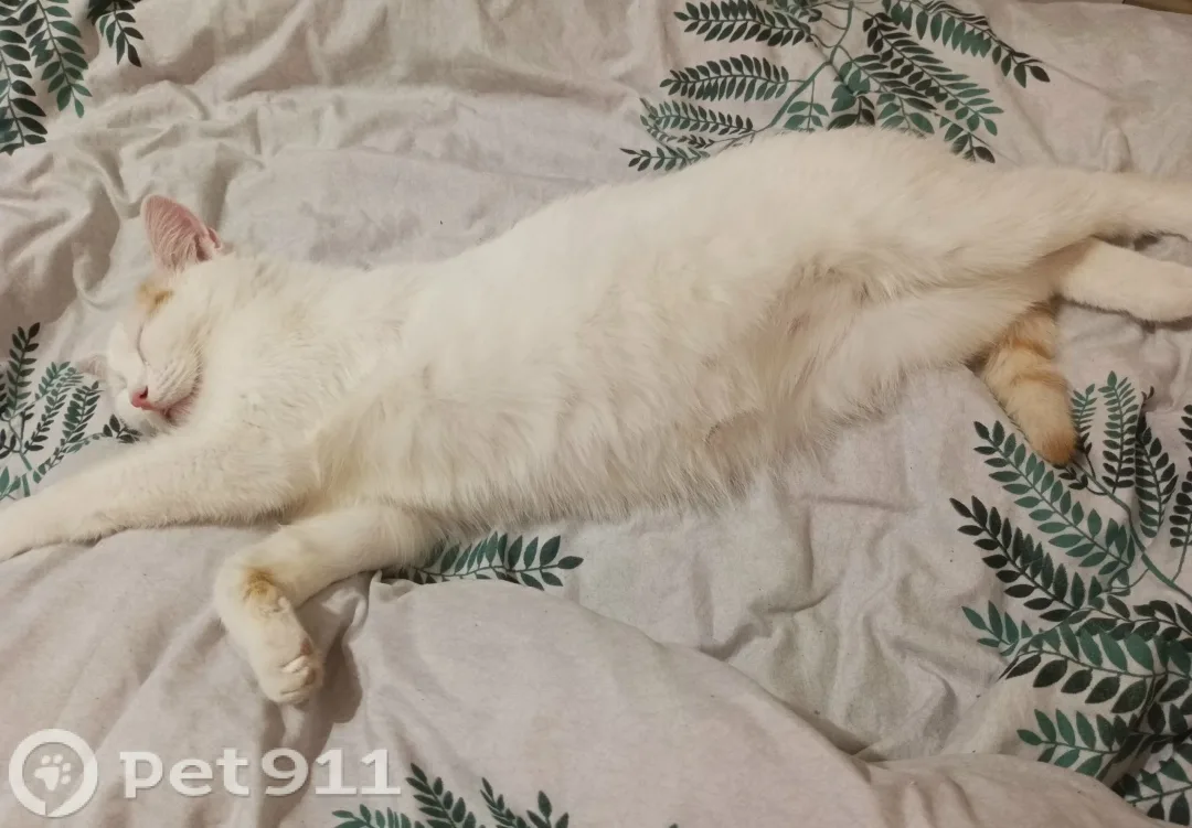 Пропала кошка в Костроме — фото питомца