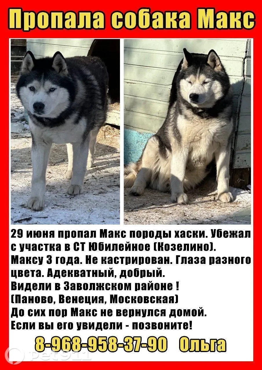 Пропала собака в Костроме — фото питомца