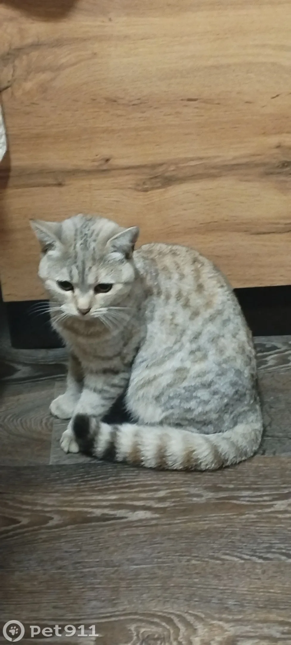 Найдена кошка в Костроме — фото питомца
