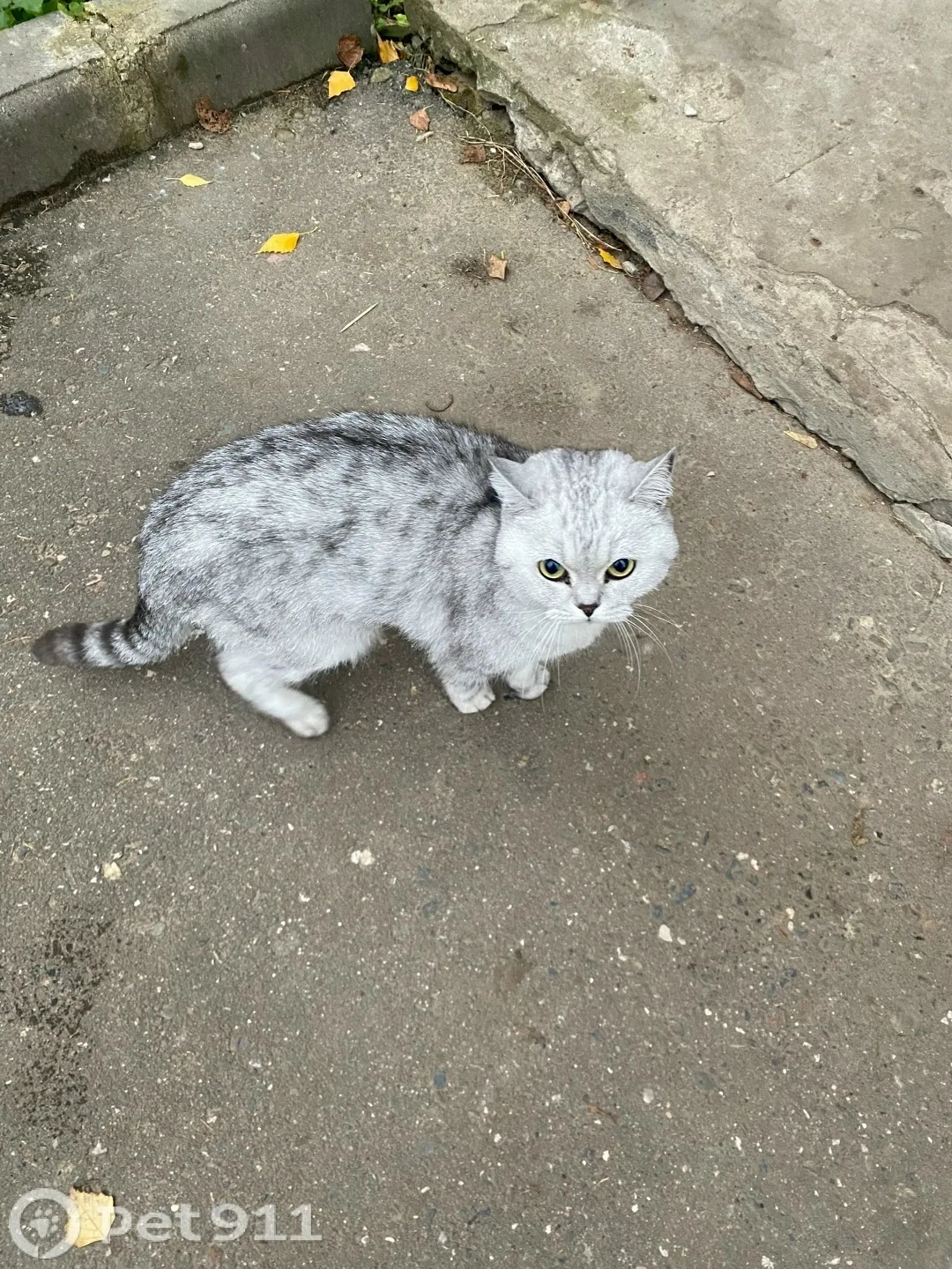 Пропала кошка в Костроме — фото питомца