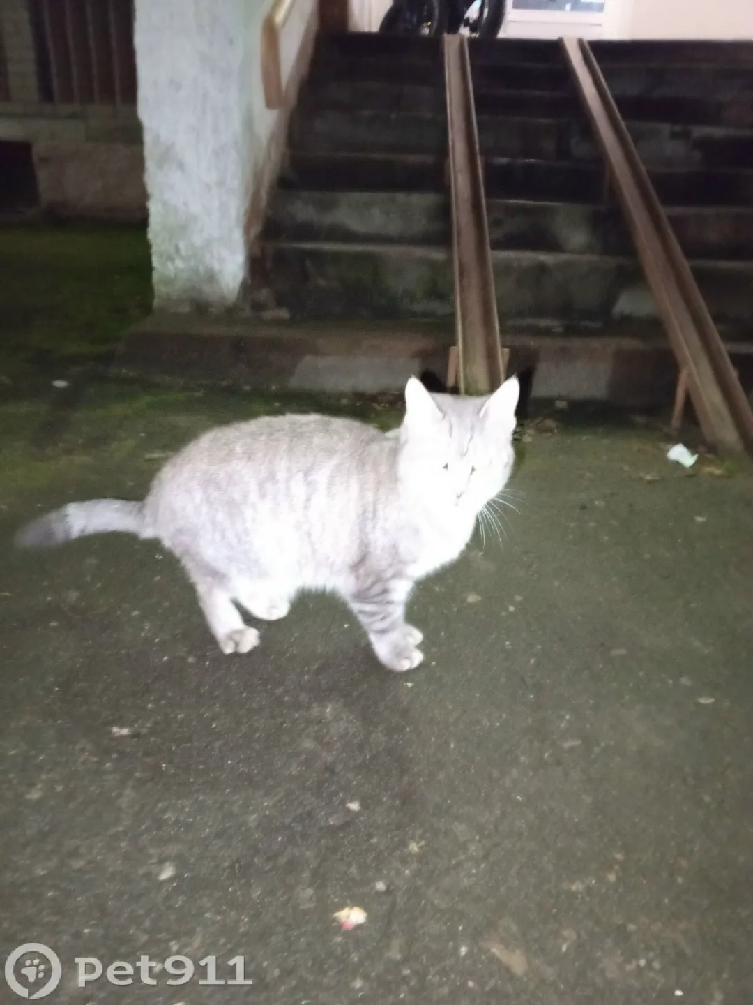 Найдена кошка в Костроме — фото питомца