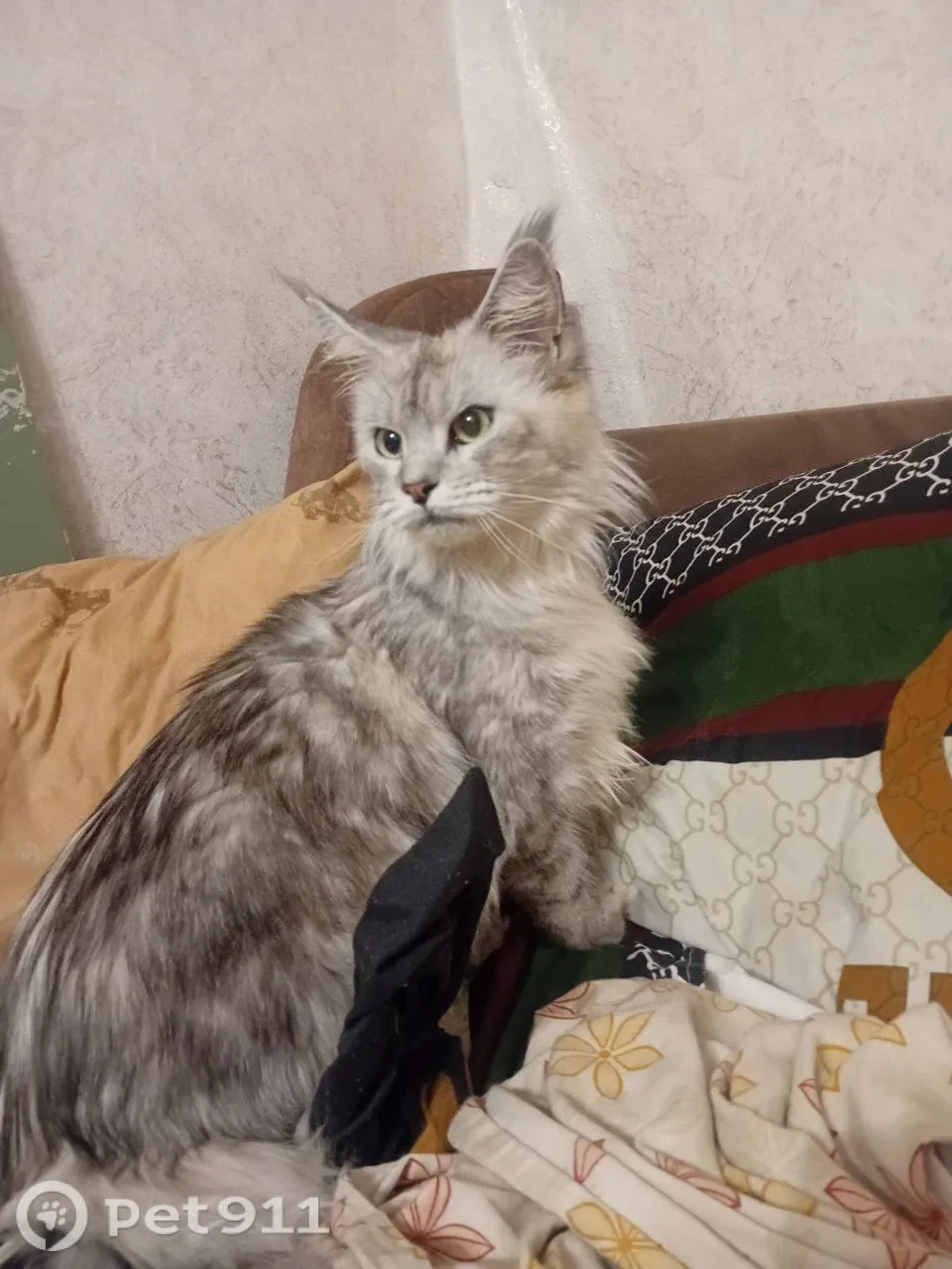 Пропала кошка в Костроме — фото питомца