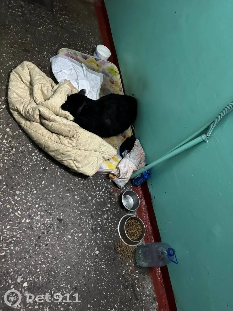 Найдена собака в Мурманске — фото питомца