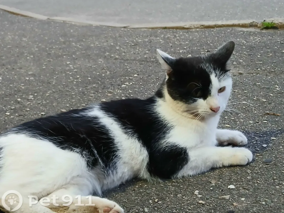 Найдена кошка в Костроме — фото питомца