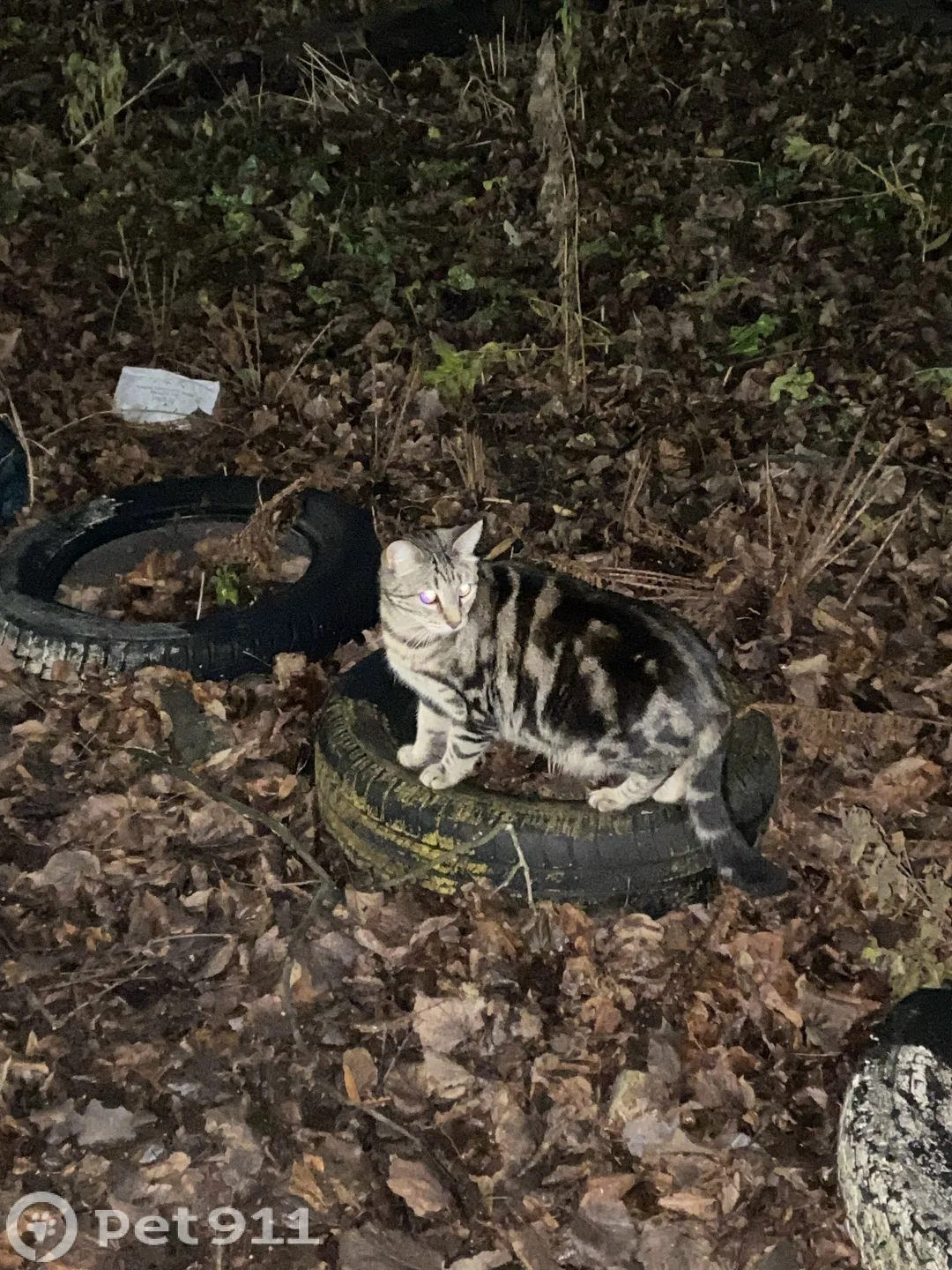 Найдена кошка в Костроме — фото питомца