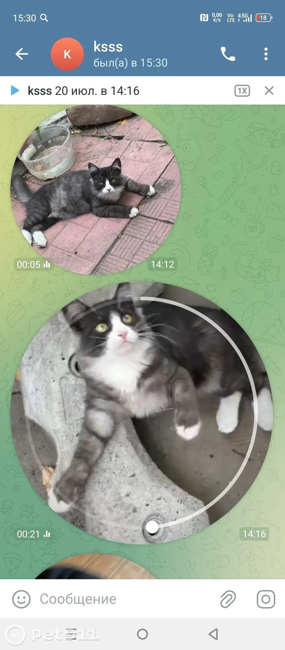 Пропала кошка в Костроме — фото питомца