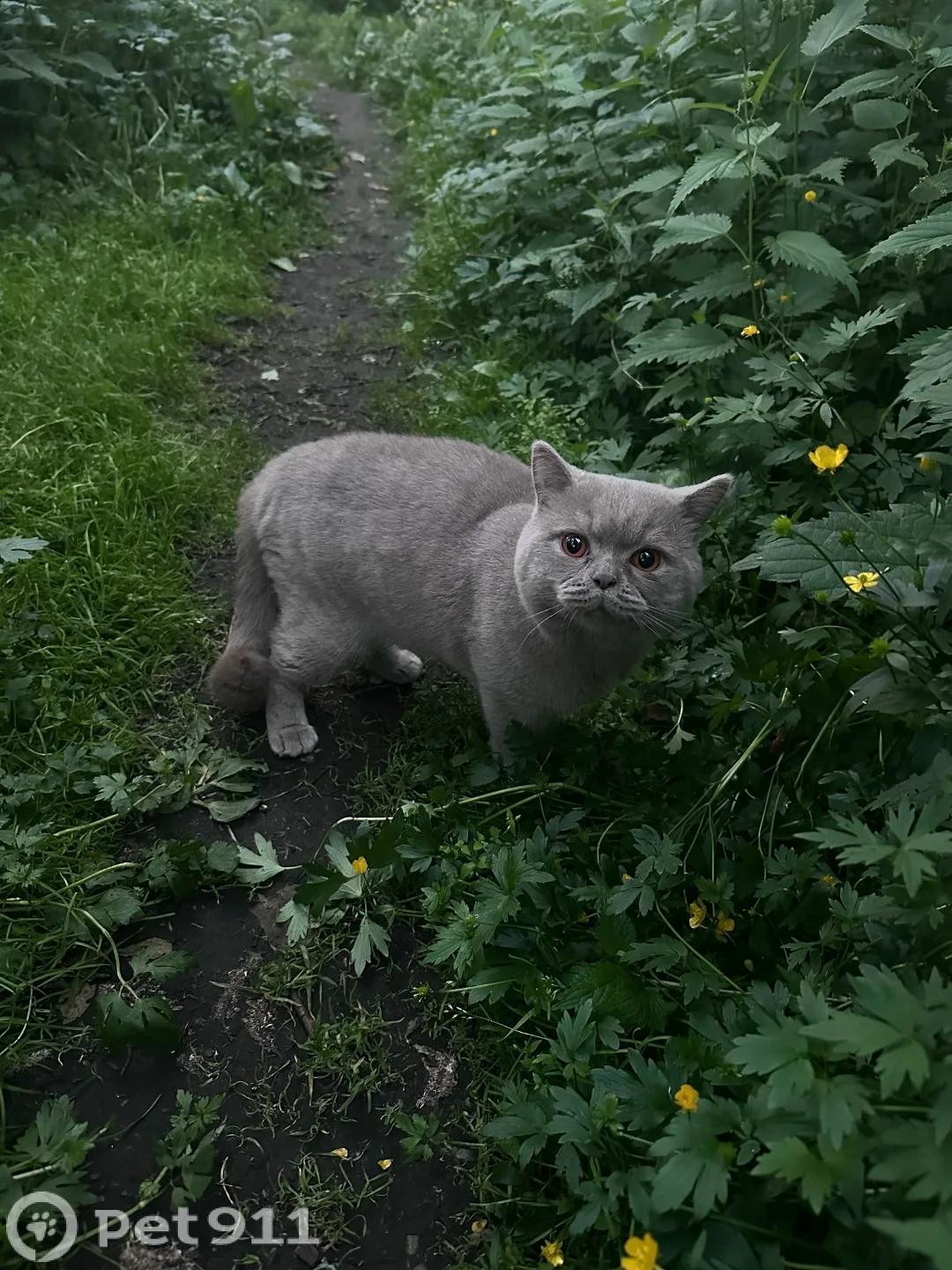 Найдена кошка в Мурманске — фото питомца