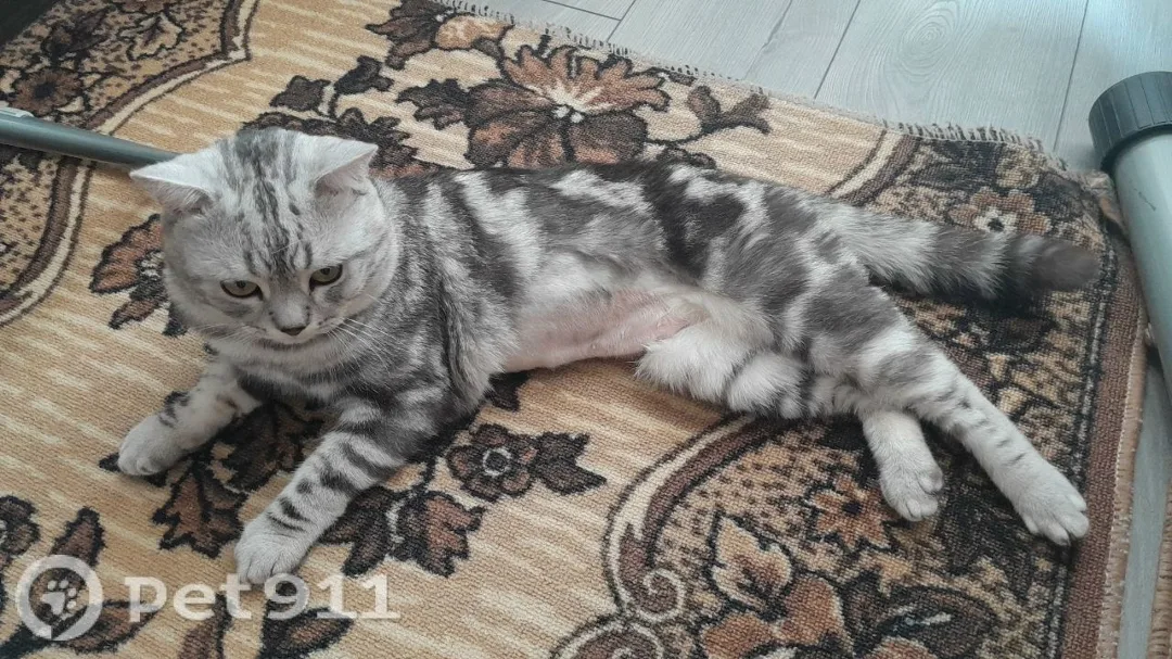 Пропала кошка в Костроме — фото питомца