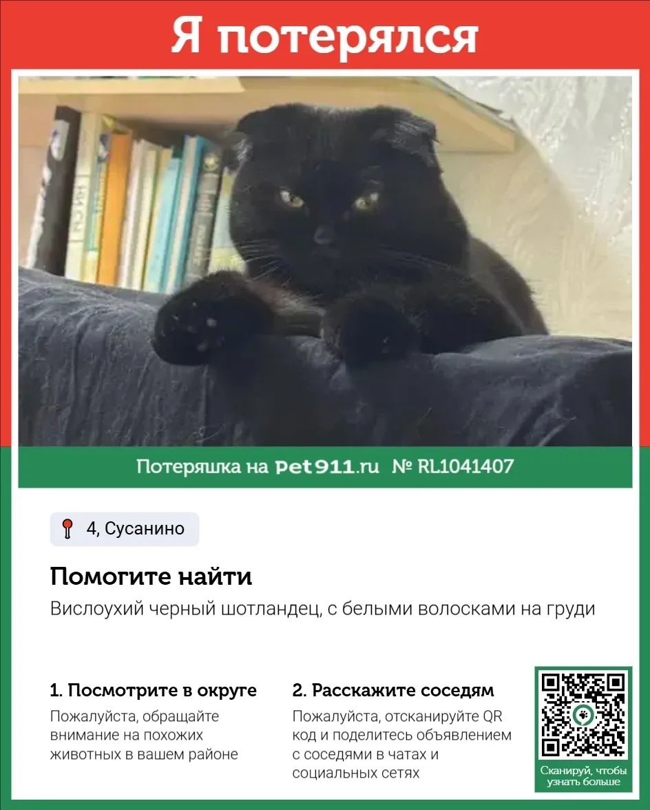 Пропала кошка в Костроме — фото питомца