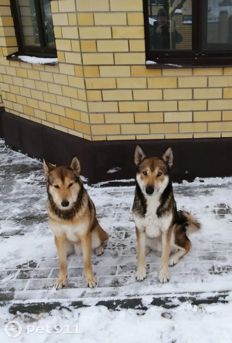 Пропала собака в Костроме — фото питомца