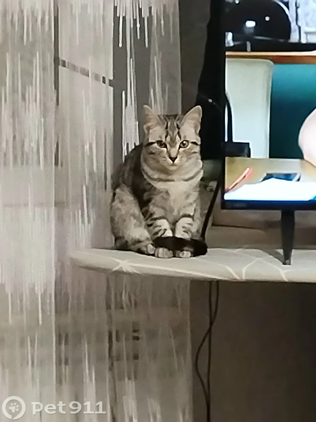 Пропала кошка в Костроме — фото питомца