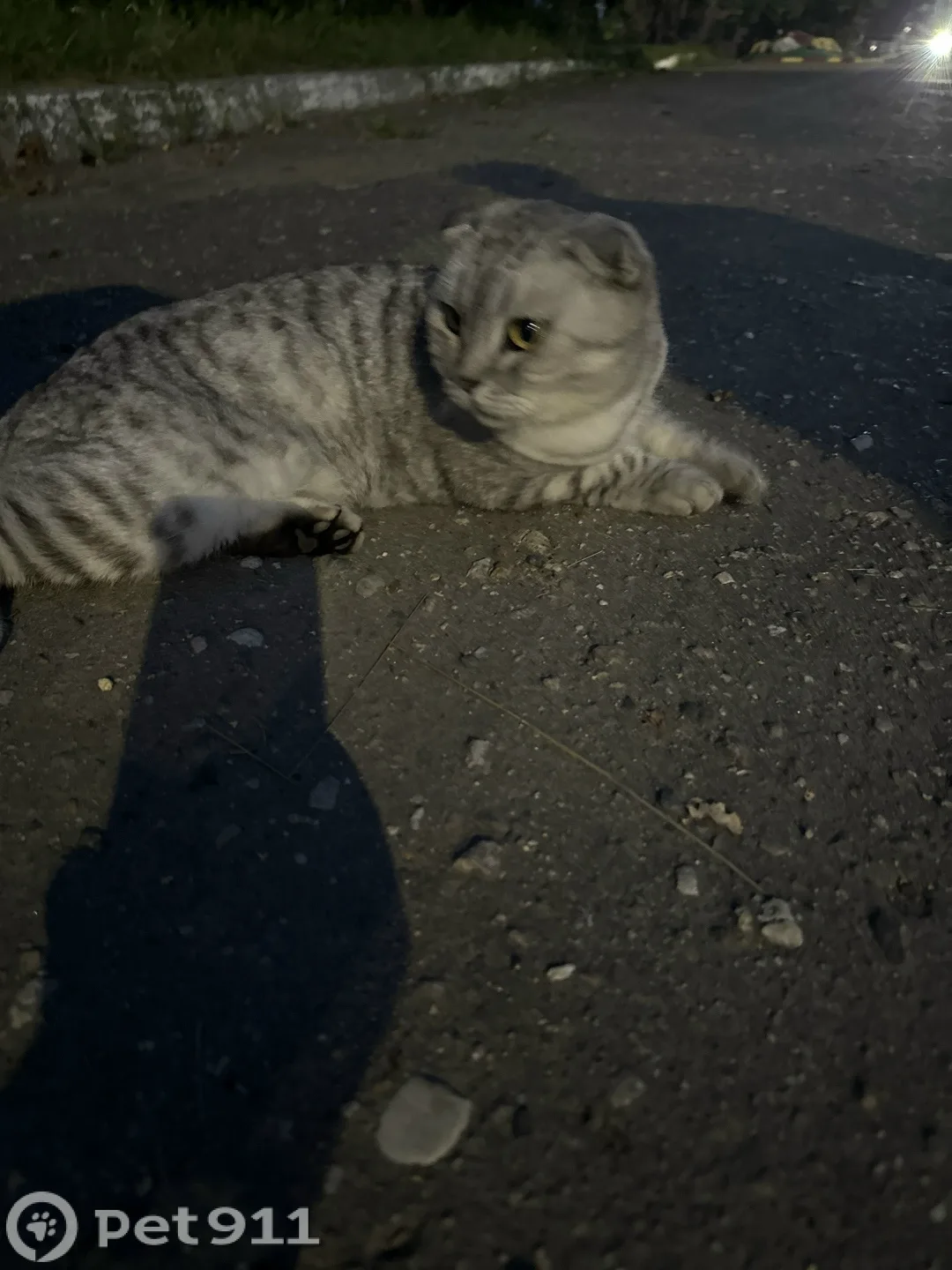 Найдена кошка в Костроме — фото питомца