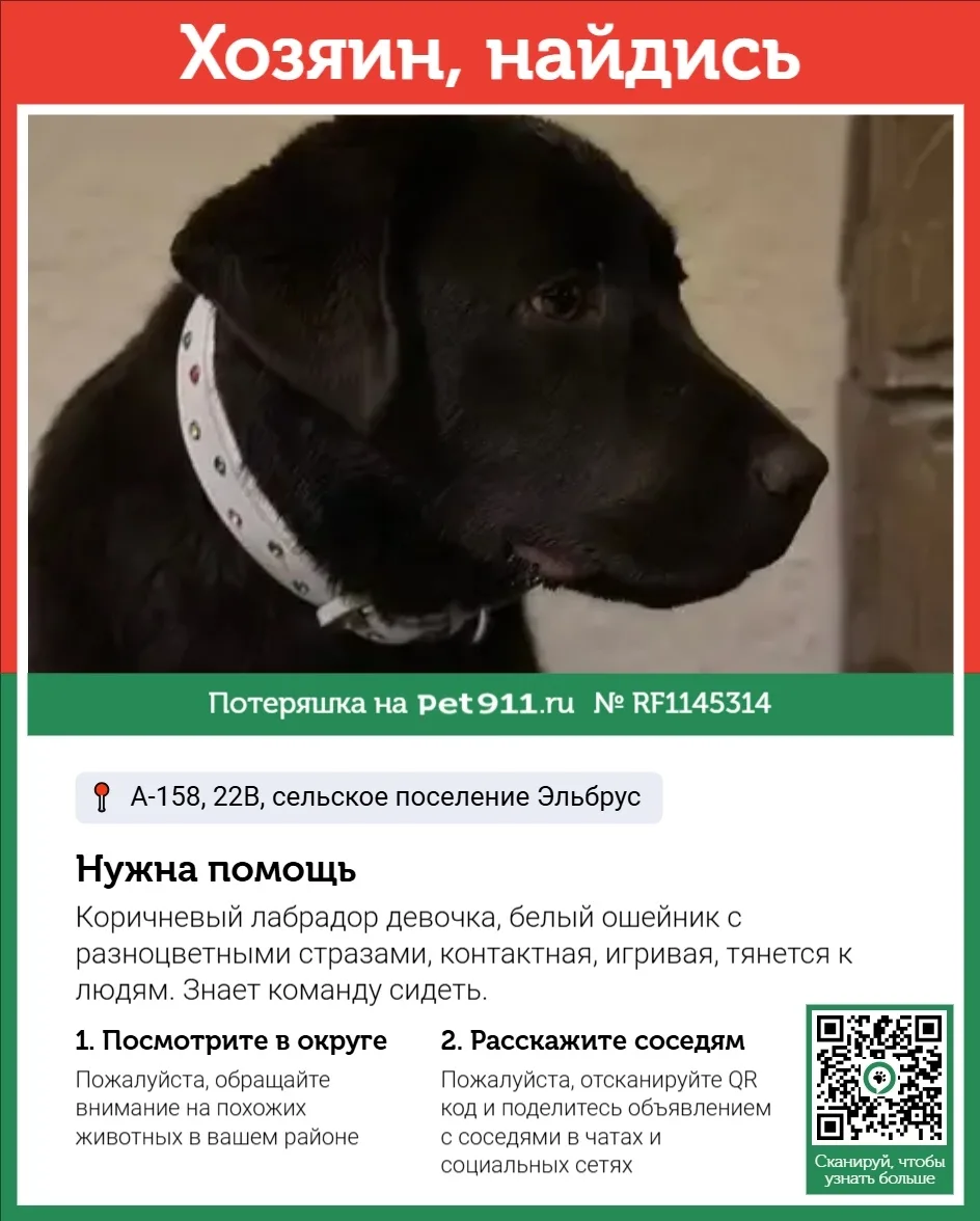 Найдена собака в Нальчике — фото питомца