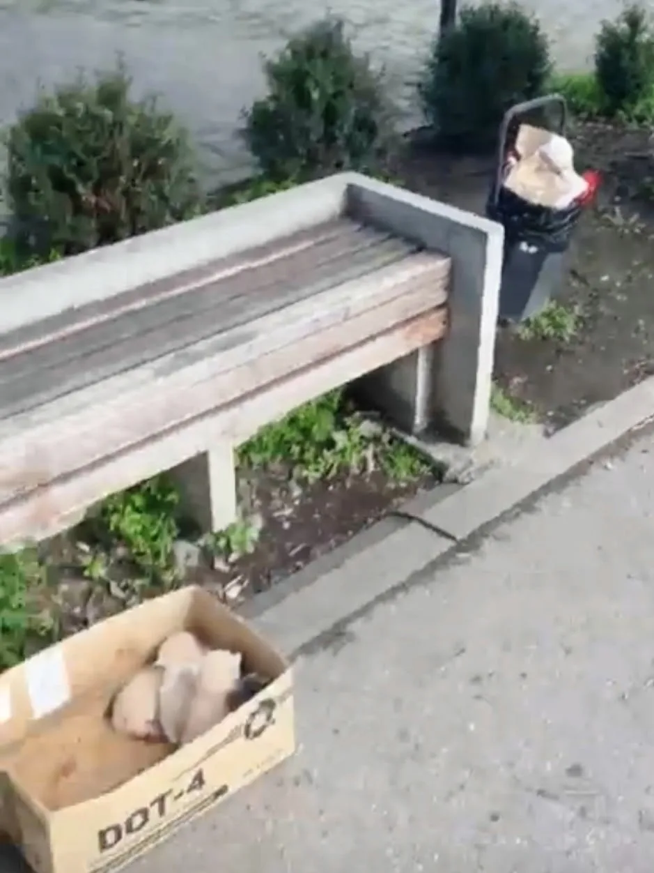 Найдена собака в Нальчике — фото питомца