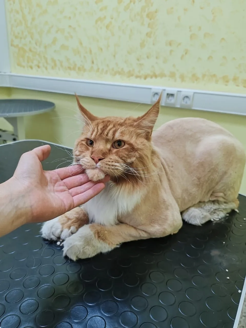 Пропала кошка в Нижнекамске — фото питомца