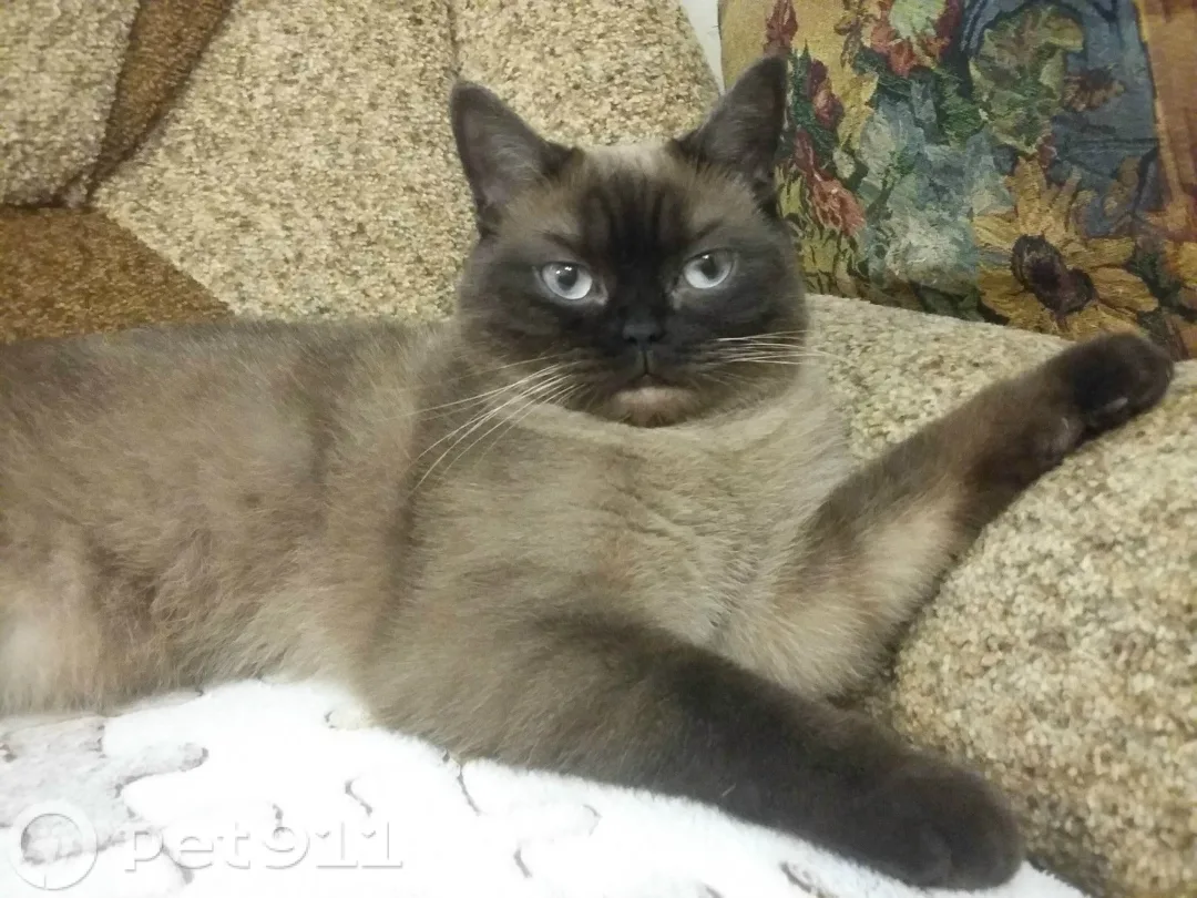Пропала кошка в Нальчике — фото питомца