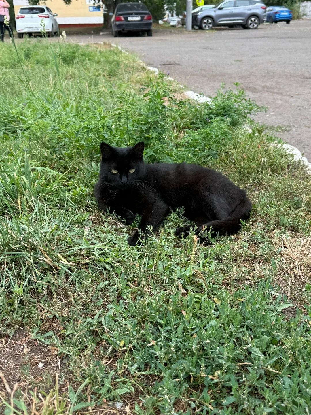 Найдена кошка в Нижнекамске — фото питомца