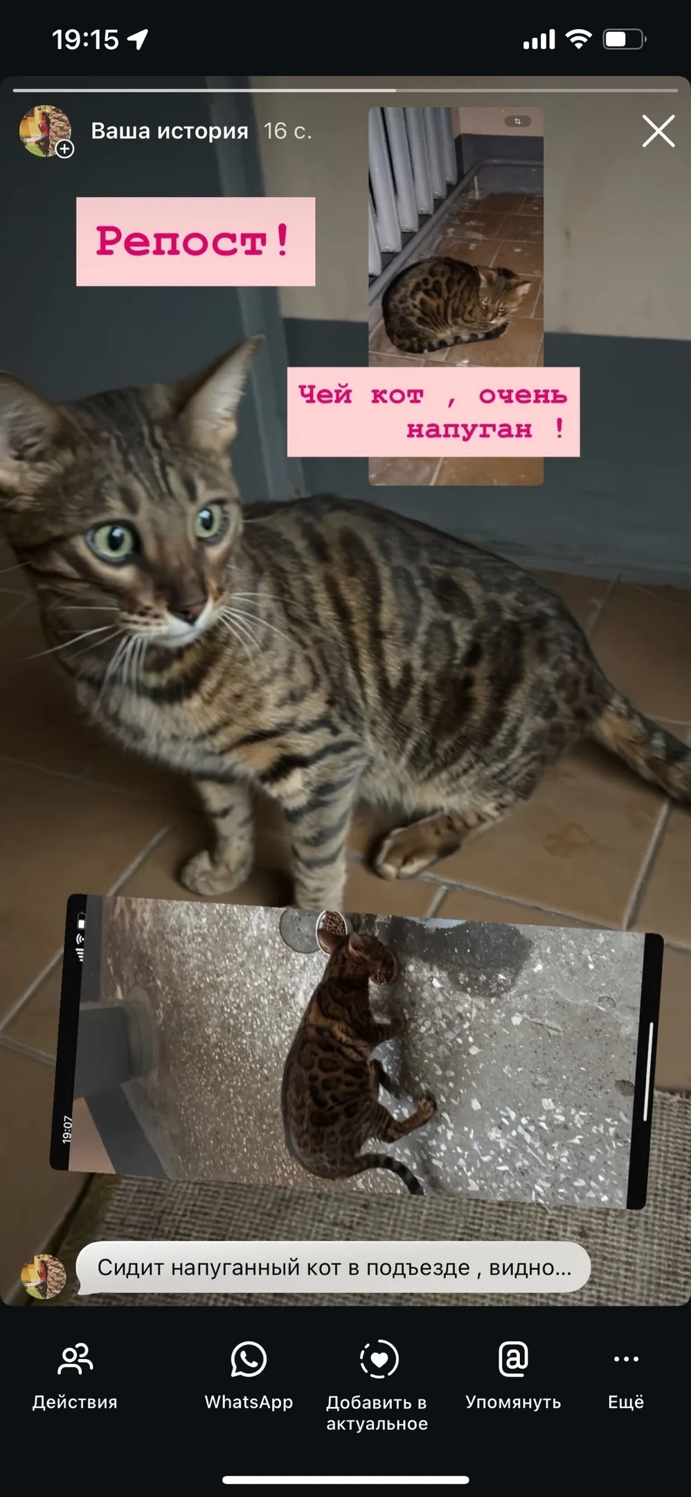 Пропала кошка в Нижнекамске — фото питомца