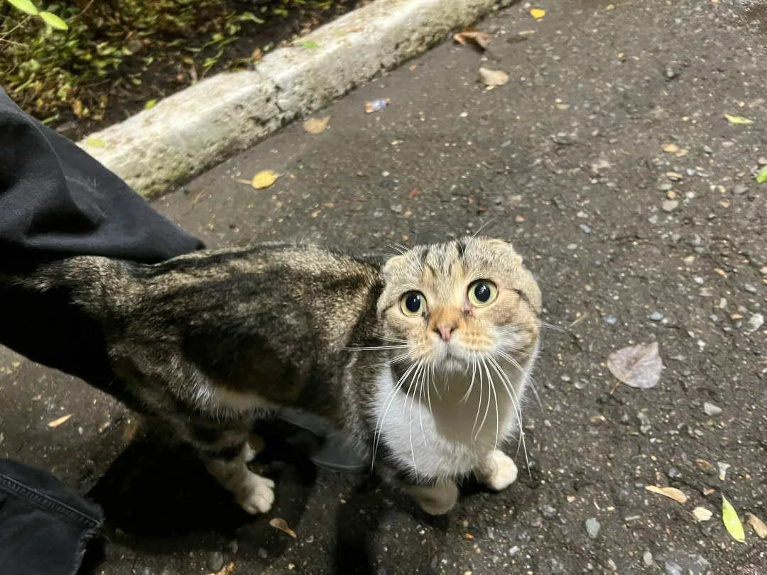 Пропала кошка в Нижнекамске — фото питомца