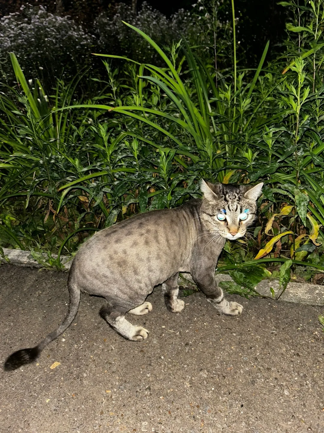 Найдена кошка в Нижнекамске — фото питомца