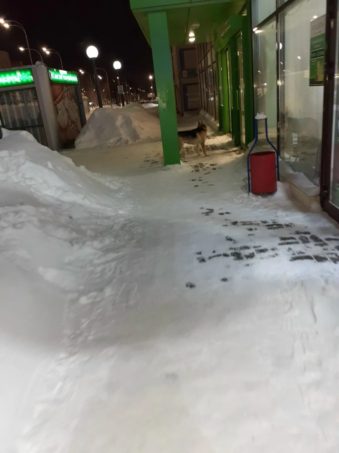 Пропала собака в Нижнекамске — фото питомца