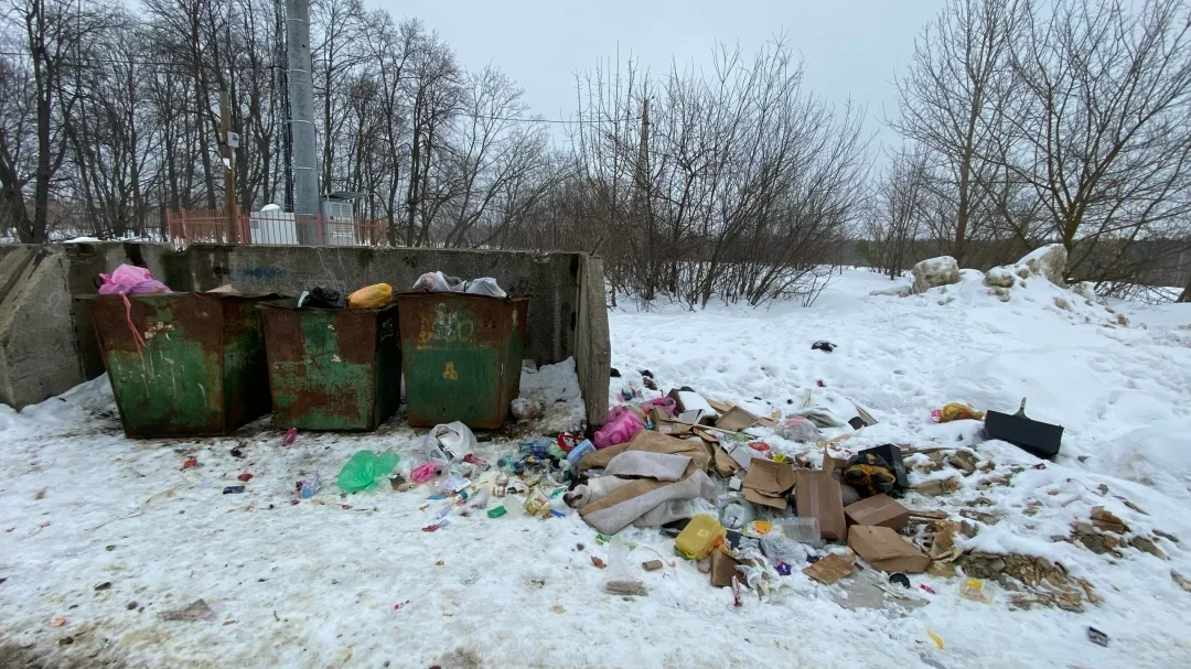 Найдена собака в Тамбове — фото питомца