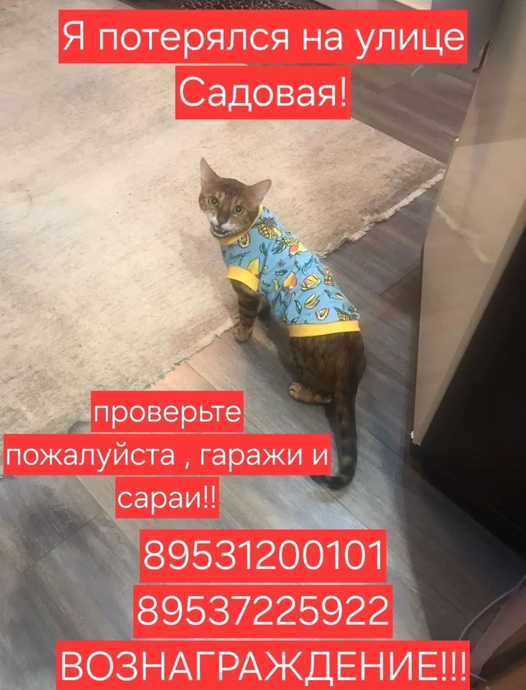 Найдена собака в Тамбове — фото питомца
