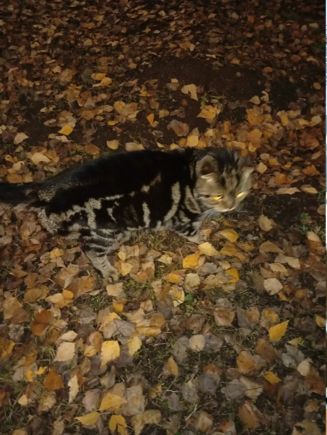 Пропала кошка в Нижнекамске — фото питомца