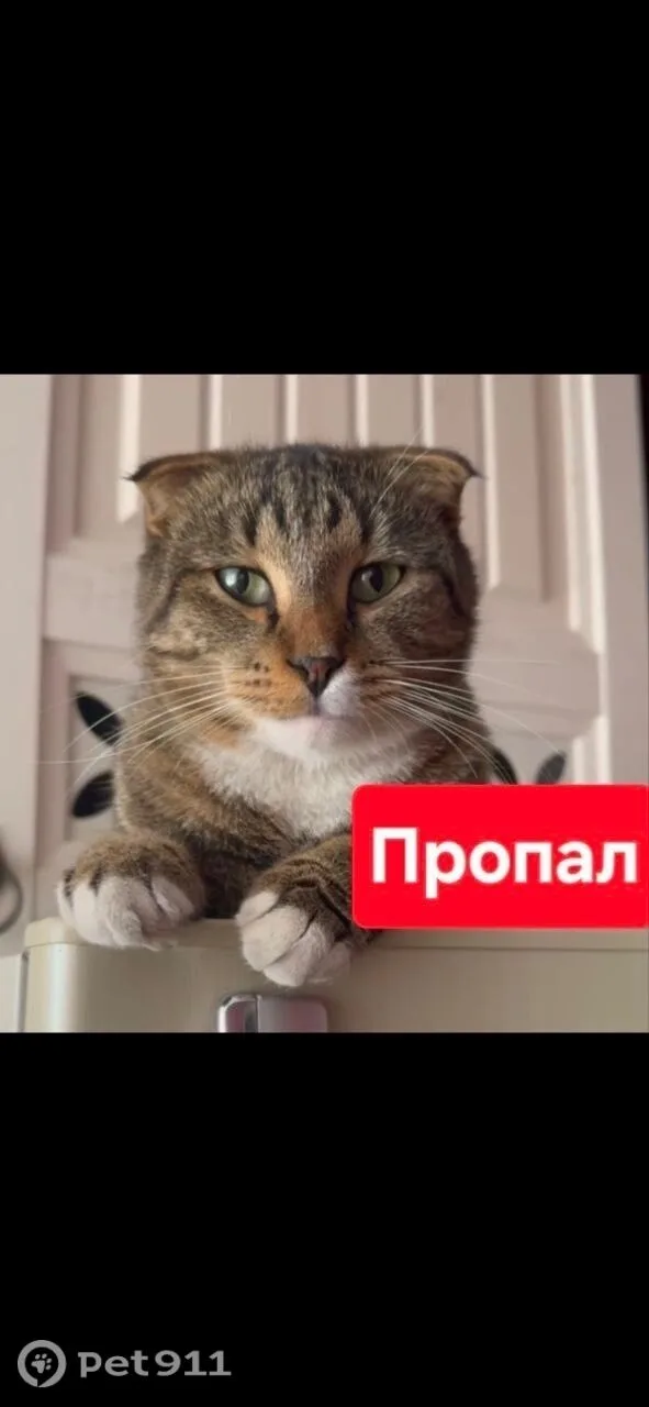 Пропала кошка в Нальчике — фото питомца