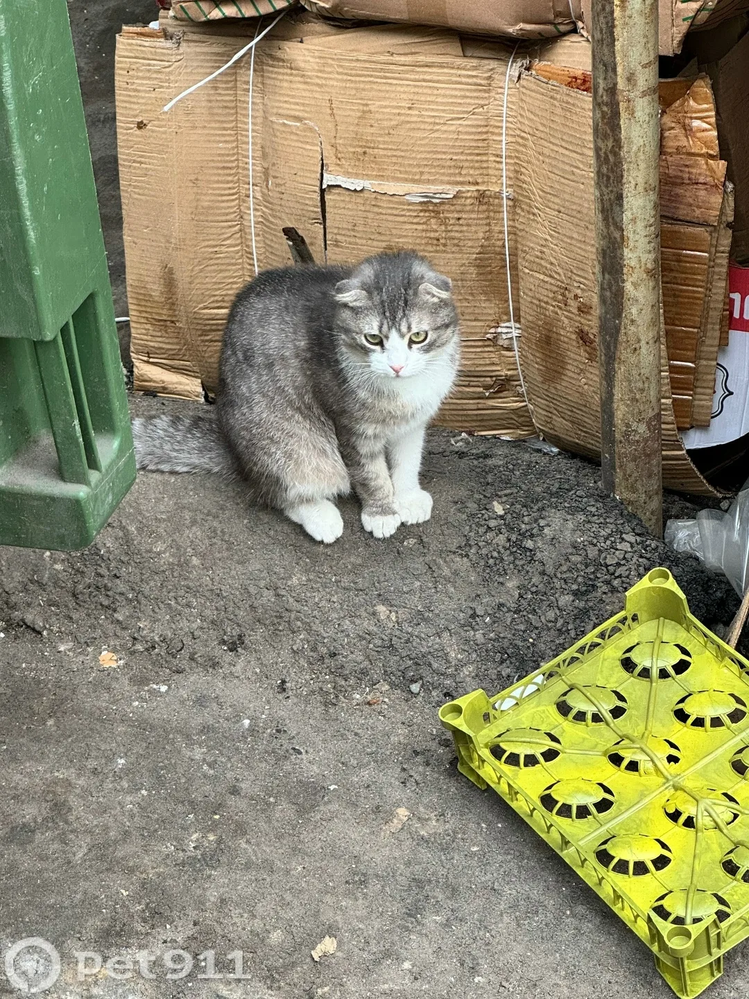 Найдена кошка в Нальчике — фото питомца