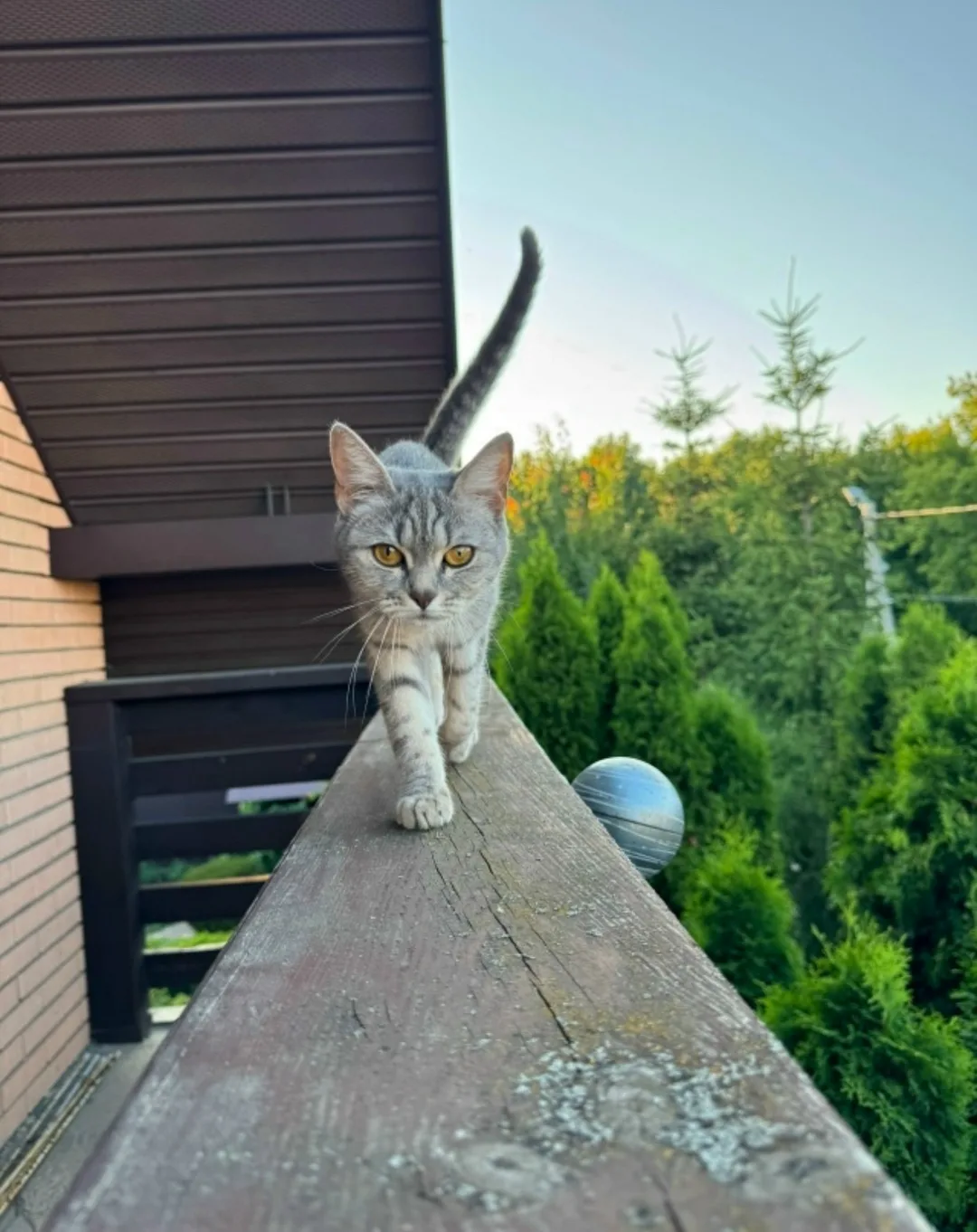 Пропала кошка в Тамбове — фото питомца