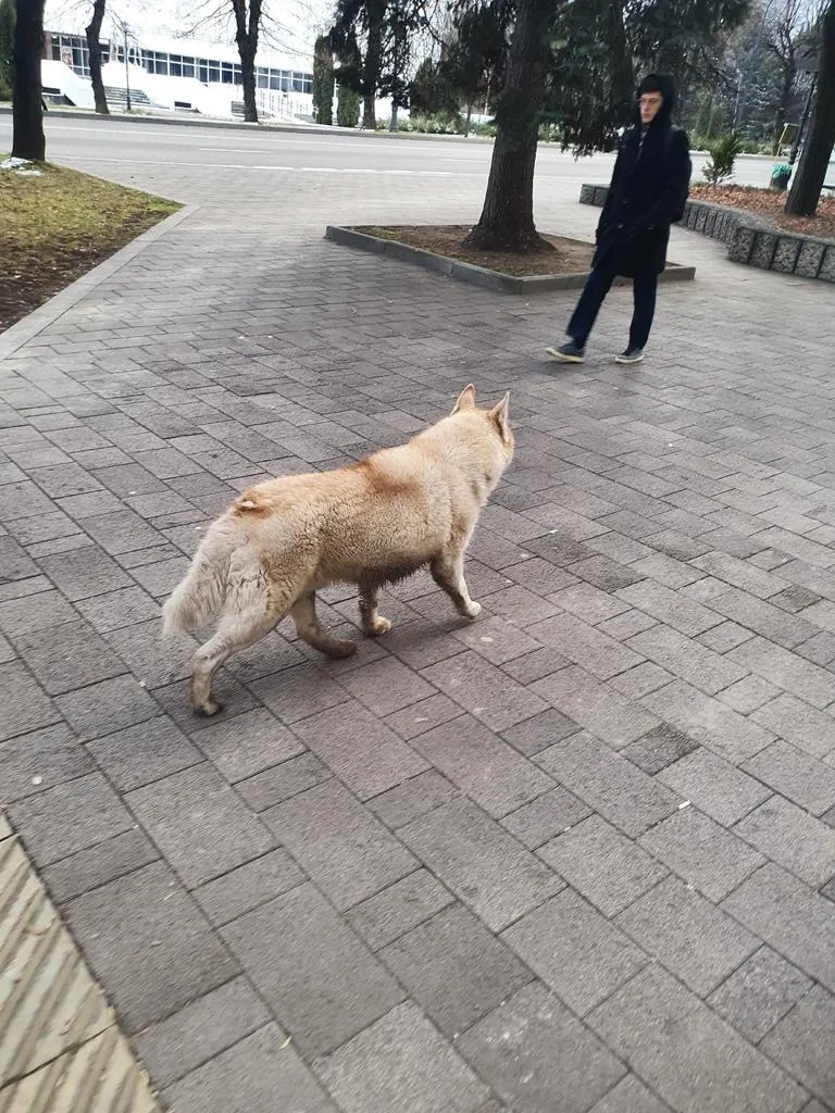Найдена собака в Нальчике — фото питомца