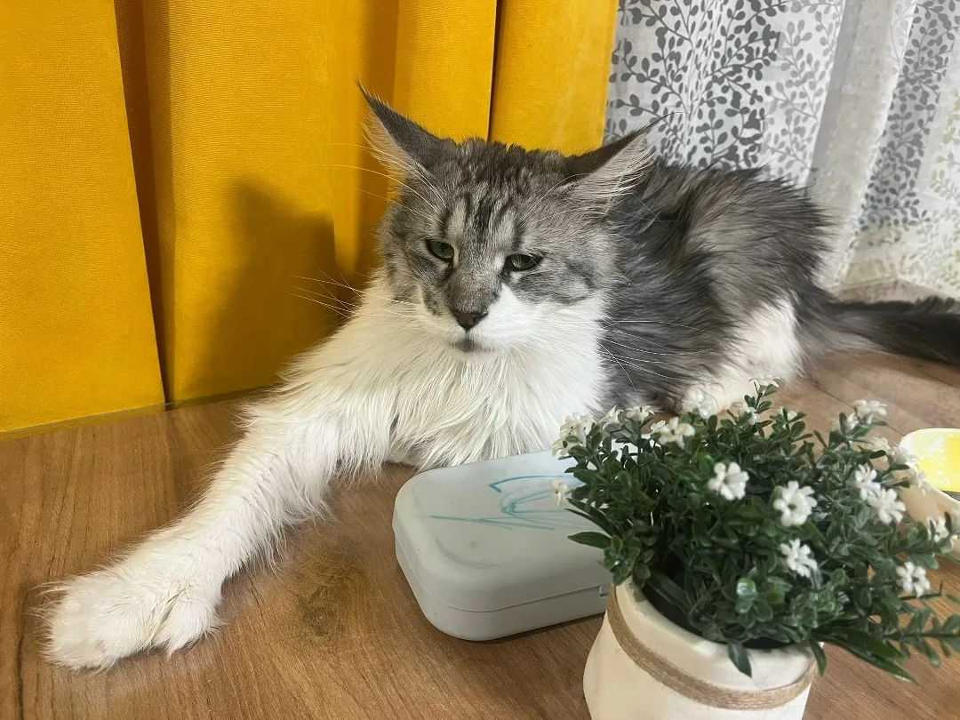 Пропала кошка в Нижнекамске — фото питомца