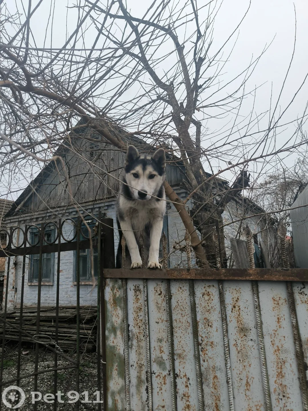 Найдена собака в Нальчике — фото питомца