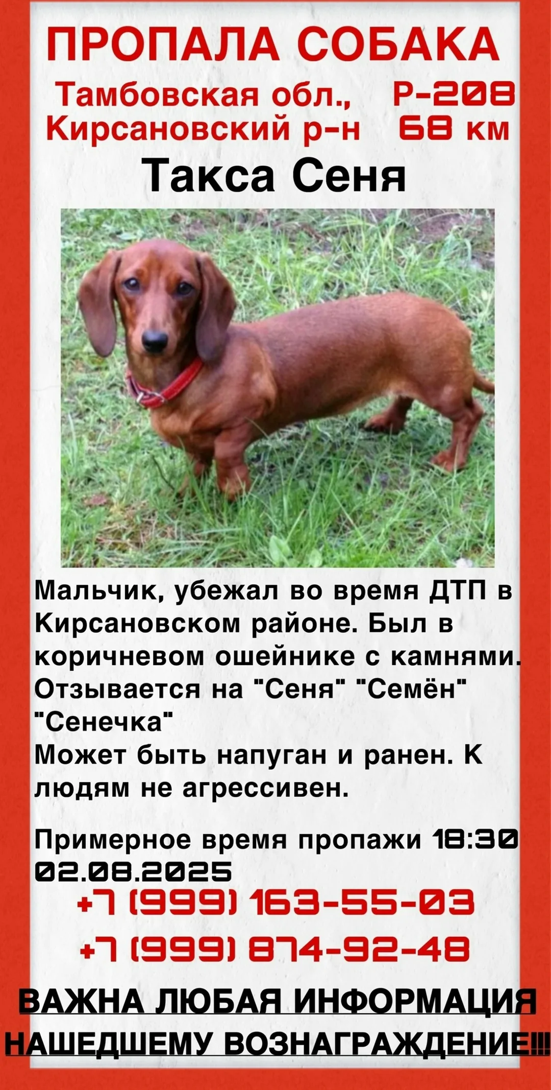 Найдена собака в Тамбове — фото питомца
