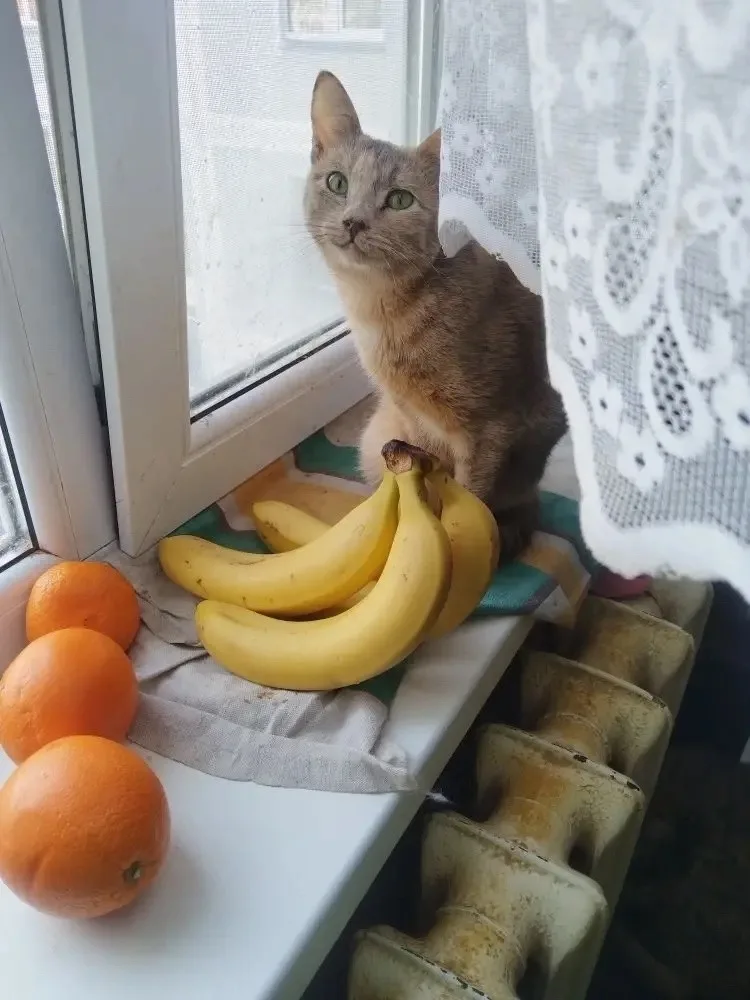Найдена кошка в Нижнекамске — фото питомца
